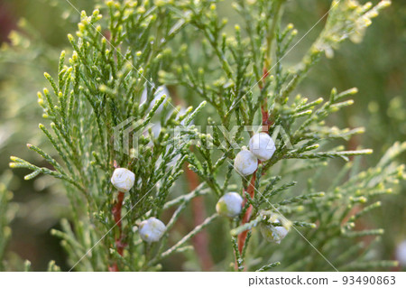 Beautiful young juniper in the park or garden. Decoration. Beautiful young juniper in the park or garden. Decoration. 93490863
