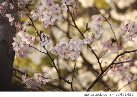 Cherry blossoms and green Yoshino in full bloom Hagi City Hagi Castle Ruins Midoriyoshino Cherry blossoms and green Yoshino in full bloom Hagi City Hagi Castle Ruins Midoriyoshino 93491428