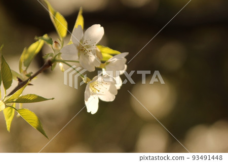 Cherry blossoms and green Yoshino in full bloom Hagi City Hagi Castle Ruins Midoriyoshino 93491448