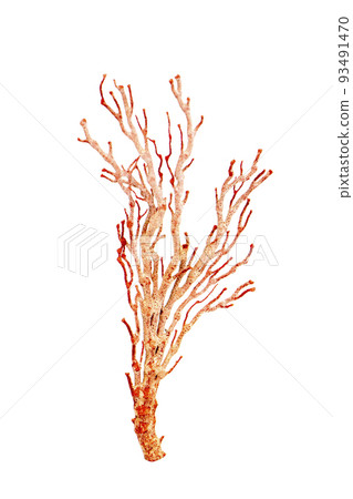 Image of dry natural coral or coralline isolated on white background. 93491470