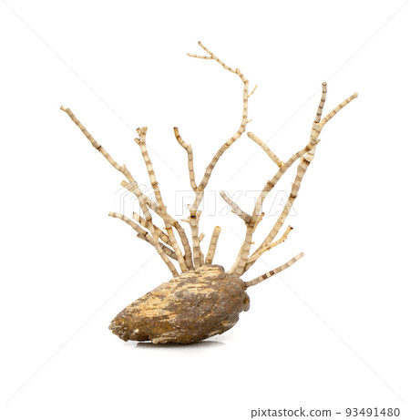 Image of dry natural coral or coralline isolated on white background. 93491480