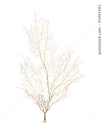 Image of dry natural coral or coralline isolated on white background. Image of dry natural coral or coralline isolated on white background. 93491481
