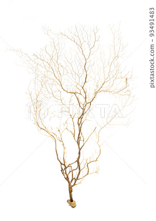 Image of dry natural coral or coralline isolated on white background. Image of dry natural coral or coralline isolated on white background. 93491483