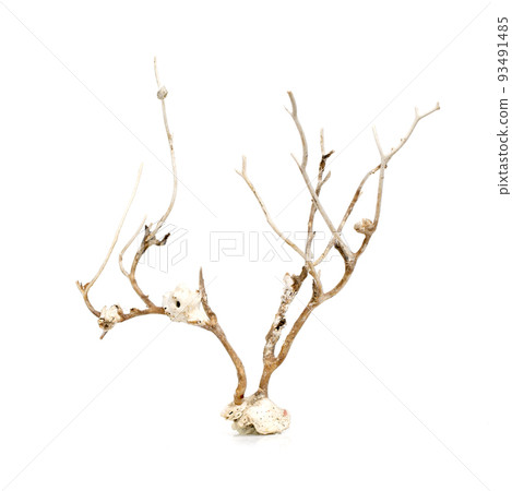 Image of dry natural coral or coralline isolated on white background. 93491485