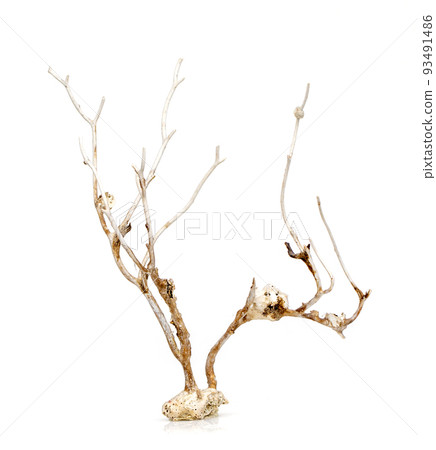 Image of dry natural coral or coralline isolated on white background. 93491486