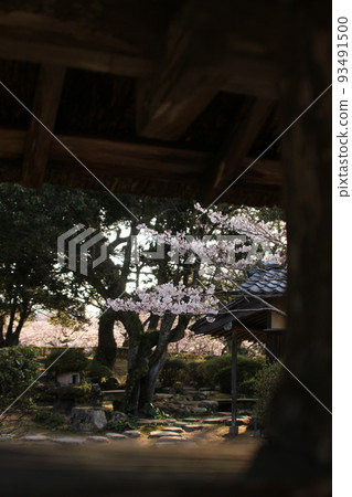 綠吉的櫻花和盛開的綠色吉野 萩市萩城遺址 綠吉的櫻花和盛開的綠色吉野 萩市萩城遺址 93491500