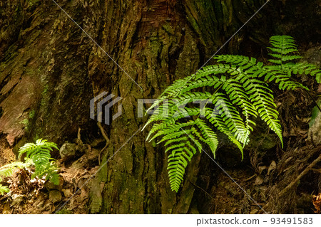 Fern in Ogitsuyama Natural Park, Hitachi City, Ibaraki Prefecture 93491583