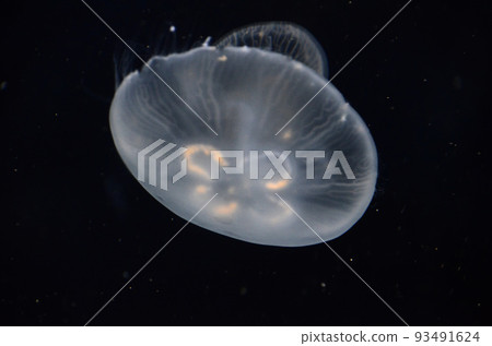 jellyfish jellyfish 93491624