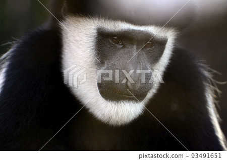 Abyssinian colobus 93491651