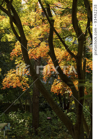 Autumn maple Autumn maple 93492238