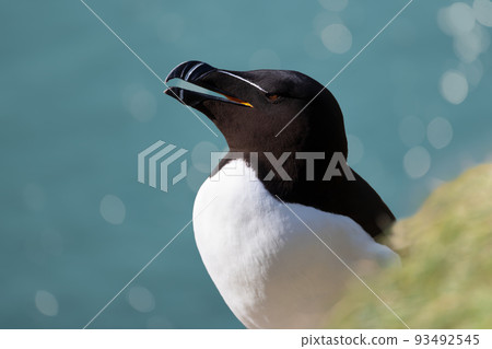 Close up of a Razorbill against bokeh background 93492545