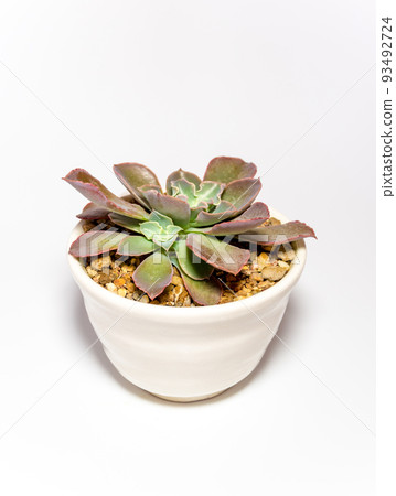 Succulent plant close-up Echeveria plant in the earthen cup Succulent plant close-up Echeveria plant in the earthen cup 93492724