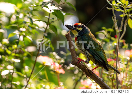 The Coppersmith barbet bird in the garden The Coppersmith barbet bird in the garden 93492725
