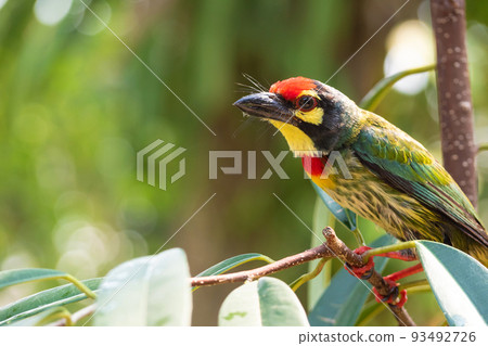 The Coppersmith barbet bird in the garden The Coppersmith barbet bird in the garden 93492726