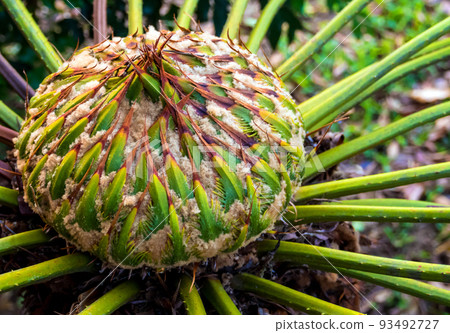 Female cone of Cycas siamensis Miq plant Female cone of Cycas siamensis Miq plant 93492727