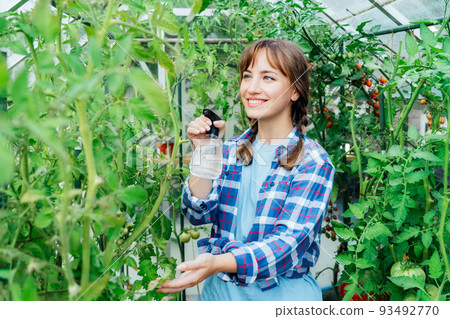 Young woman spraying nature fertilizer, mature to a tomato plants in the greenhouse. Organic food growing and gardening. Eco friendly care of vegetables. The concept of food self-sufficiency. 93492770
