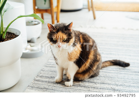 Well-fed multicolor cat waiting for food near smart feeder gadget with water fountain and dry food dispenser in cozy home interior. Home life with pet. Healthy pet food diet concept. Selective focus 93492795