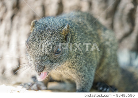 Taiwan squirrel in Tainan Confucius Temple Taiwan squirrel in Tainan Confucius Temple 93493590