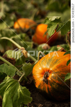 Pumpkin in the garden in the leaves. Agriculture, agronomy, industry Pumpkin in the garden in the leaves. Agriculture, agronomy, industry 93493617