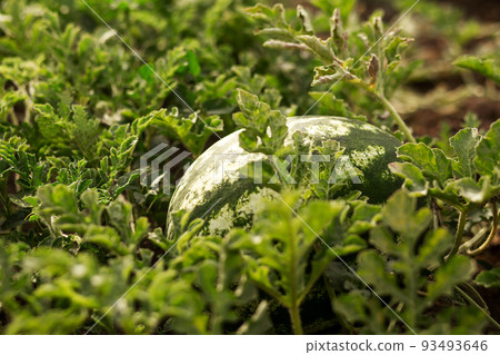 Watermelon in the garden in the leaves. Agriculture, agronomy, industry 93493646