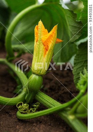 Zucchini flowers are orange. Gardening, vegetable garden, agriculture, rural Zucchini flowers are orange. Gardening, vegetable garden, agriculture, rural 93493881