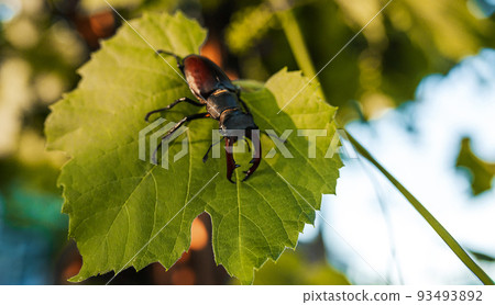 Horn beetle on a grape leaf. wildlife, insects 93493892