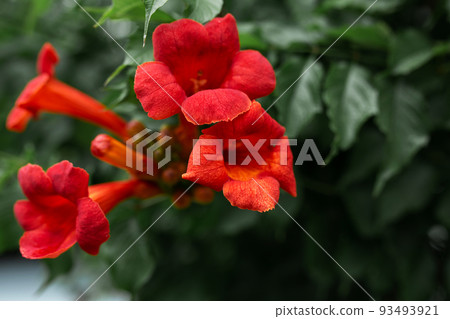Campsis flowers are orange. Gardening, vegetable garden, home plants Campsis flowers are orange. Gardening, vegetable garden, home plants 93493921