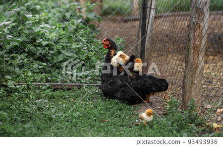 Chickens sit on top of a chicken hen, Agriculture, poultry farming 93493936