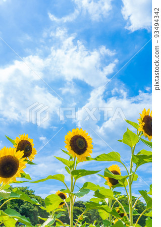 Sunflower / summer image 93494342