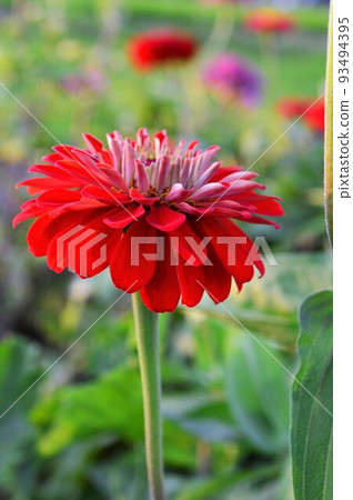 Hymenoptera (cereal grass) 93494395