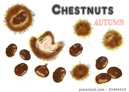 收集掉在地上的栗子收集的栗子和栗子殼 收集掉在地上的栗子收集的栗子和栗子殼 93494419