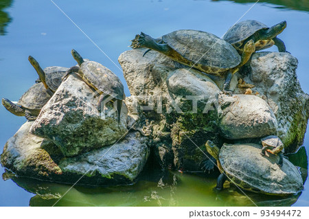 Tainan Confucius Temple Turtle 93494472