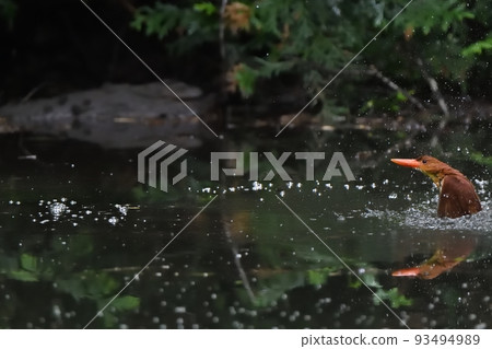 A red kingfisher flying out of the water A red kingfisher flying out of the water 93494989