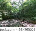 small stream in the mountains surrounded by trees 93495004