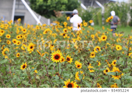 Yellow flower of mini sunflower 93495224