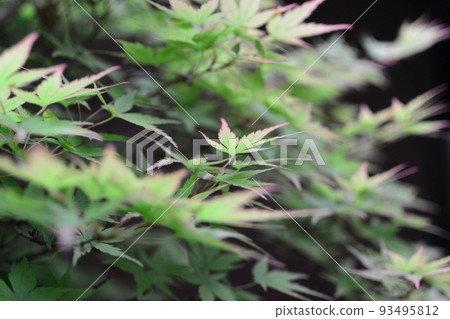 Typical Kyoto scenery Typical Kyoto scenery 93495812