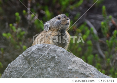 Pika on the rock Pika on the rock 93495854