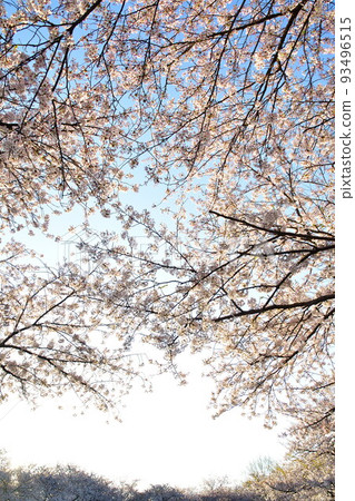 Row of cherry blossom trees along the Kaji River bank (Niigata Prefecture) Row of cherry blossom trees along the Kaji River bank (Niigata Prefecture) 93496515