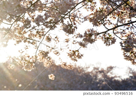 Row of cherry blossom trees along the Kaji River bank (Niigata Prefecture) 93496516