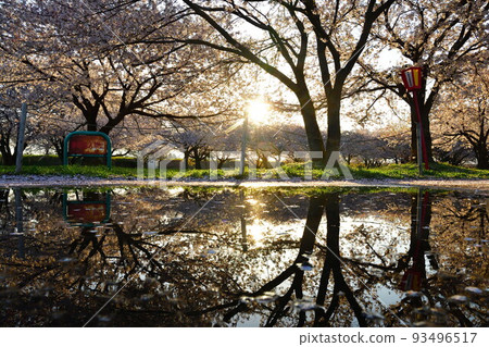 Row of cherry blossom trees along the Kaji River bank (Niigata Prefecture) 93496517
