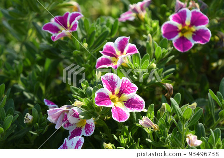 Calibrachoa Holy Cow 93496738