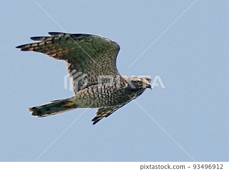 Grey-faced Beagle_20080914_3861 93496912