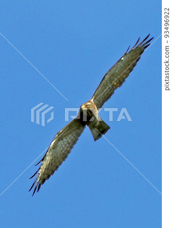 Gray-tailed Beagle_20100919_1946 93496922