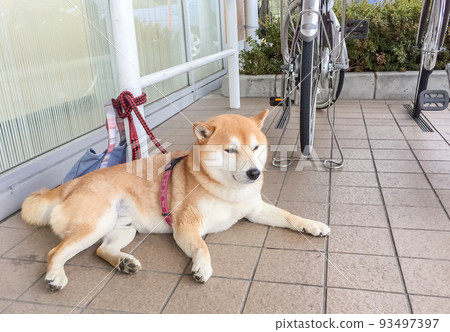 柴犬在店外等主人 93497397