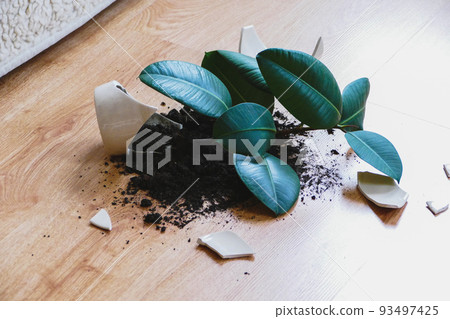 Broken flower pot with rubber plant on the floor in living room Broken flower pot with rubber plant on the floor in living room 93497425