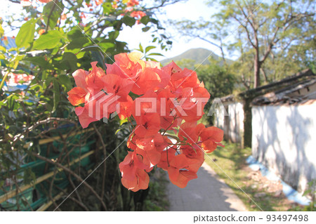 a Macro closeup of pink bougainvillea flower with petals blooming in a garden a Macro closeup of pink bougainvillea flower with petals blooming in a garden 93497498