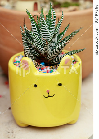 Zebra plant or Haworthia fasciata planted in cute animal design pot at a plant shop 93497566