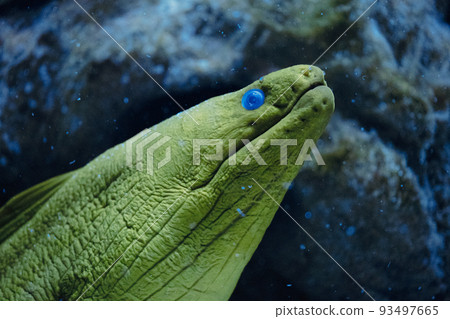 Moray Eel Gymnothorax thyrsoideus known as Grey-Faced Moray Eel, Slender Moray Eel, Freckled Moray Eel in coral reef  93497665