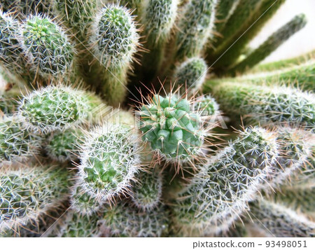 Chimera Hakuryumaru 93498051