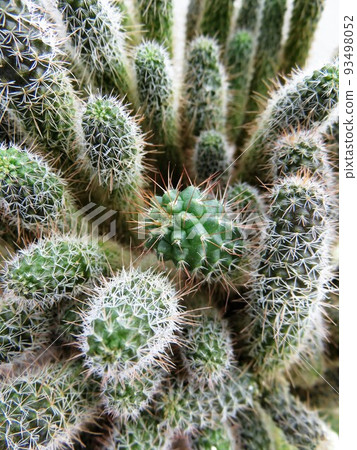 Chimera Hakuryumaru Chimera Hakuryumaru 93498052